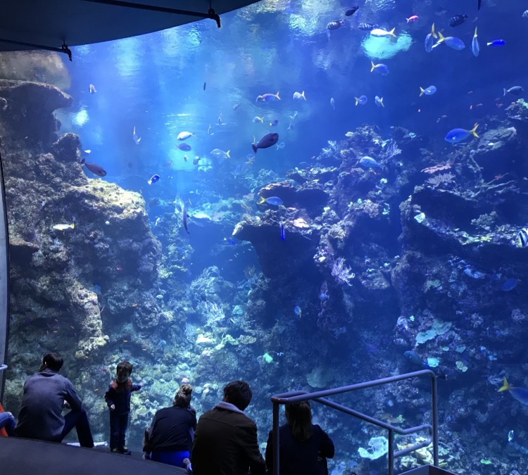 Steinhart Aquarium (San&nbspFrancisco,&nbspCA)